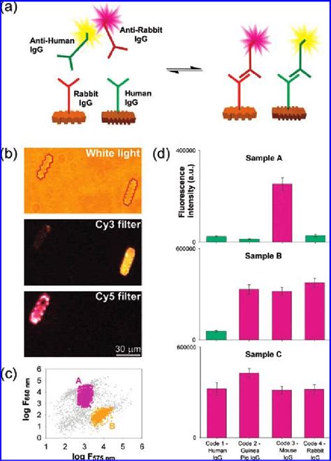 Multiplexed Immunoassays With Encoded Microparticles A Rabbit And Download Scientific