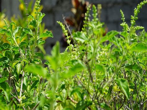 तुलसी के पौधे को छूकर विधि विधान से करें इस मंत्र का जाप हो जाएगी सभी