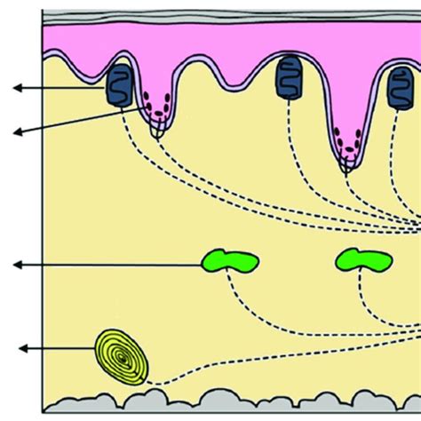 The properties of the different types of mechanoreceptors engrained in ...