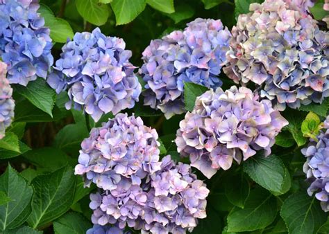 Do Hydrangeas Bloom All Summer