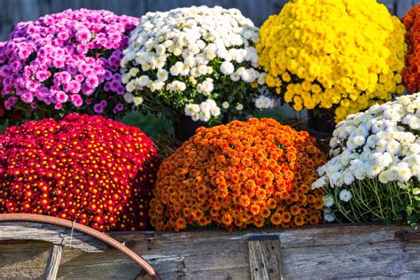 Time For Fall Flowers: 3-Quart Mums Are Just $4 At Lowe's - DWYM