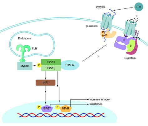 CXCR4 Blocks TLR Activation Activation Of TLRs And Their Down Steam