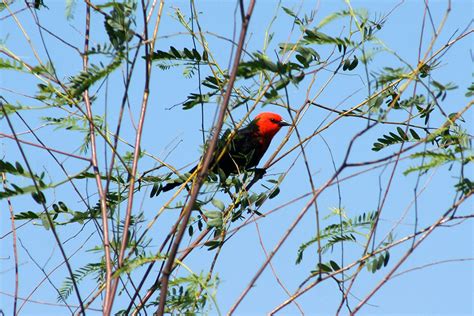 Wildlife of Argentina Tour