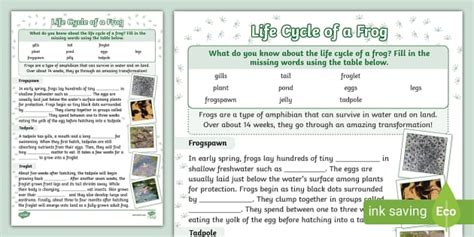 Life Cycle Of Frogs Cloze Worksheet Profesor Hizo Twinkl