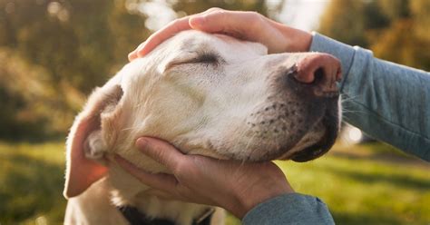 Hvad T Nker Din Hund N R Du G R Du Kommer Aldrig Til At Forlade