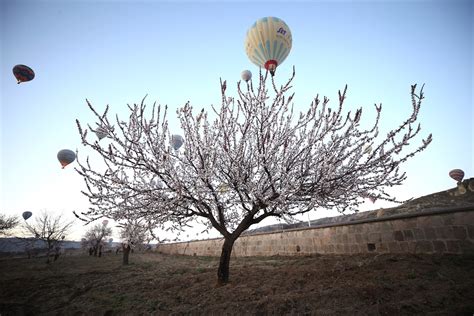 Kapadokya Da Ilkbahar S Cak Hava Balon Turlar Yeniden Ba Lad