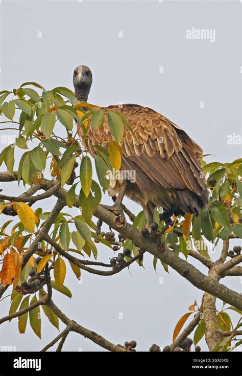 India Vulture Hi Res Stock Photography And Images Alamy