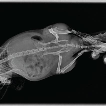 The rat model of POCD after femoral fracture surgery. The femur was... | Download Scientific Diagram