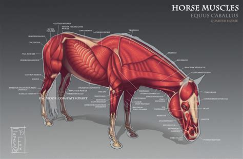 Horse Muscles by Faye-Fox on DeviantArt