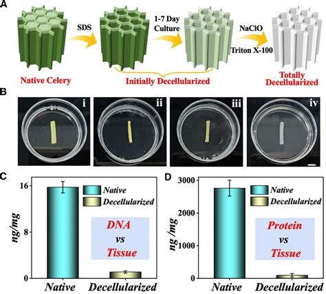 The Schematics And Characterization Of The Decellularization Process Of