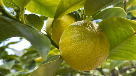 Why The Bergamot Oranges Peel Is More Useful Than Its Fruit