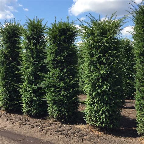 Yew English In 2020 Perfect Plants Taxus Baccata Conifers Hedge