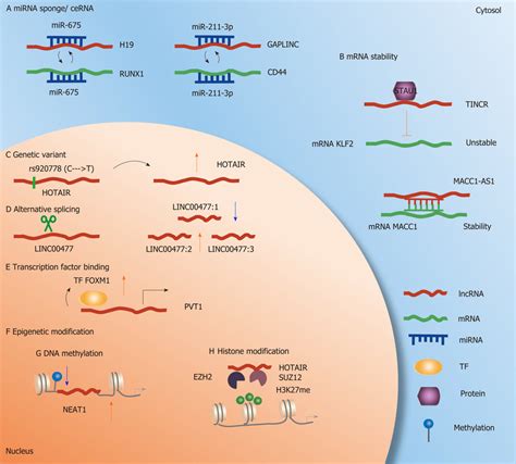 Molecular Mechanism Of Long Noncoding RNAs In Gastric Cancer A