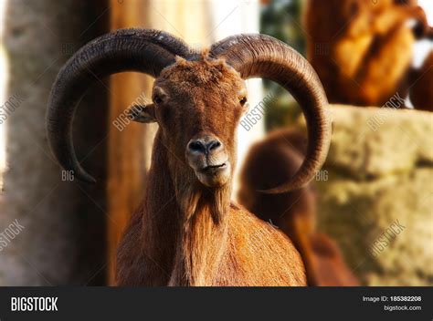 Mountain Goat Horns Image & Photo (Free Trial) | Bigstock