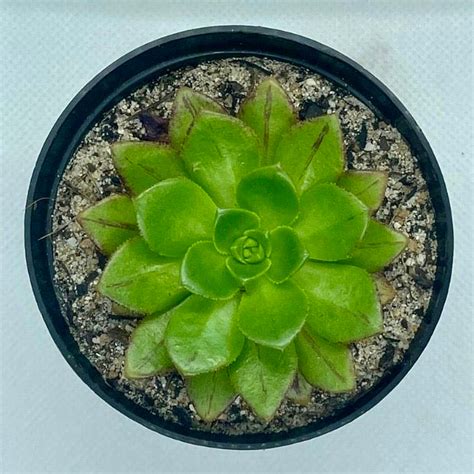 Aeonium 'Bronze Medal' – Selecta Succulents