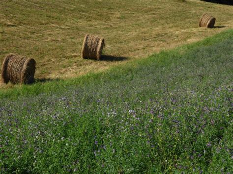 How To Grow Alfalfa From Seed A Guide To Planting To Harvesting