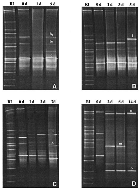 Dgge Pro Fi Les Of Pcr Ampli Fi Ed 16s Rdna Fragments Obtained With Download Scientific Diagram