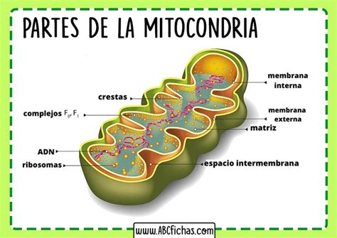 Estructura De La Mitocondria ABC Fichas