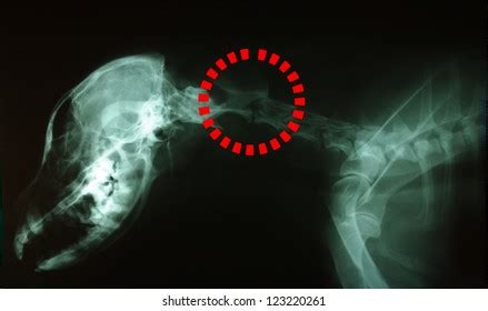 Dog Skull X Ray: Over 147 Royalty-Free Licensable Stock Photos ...