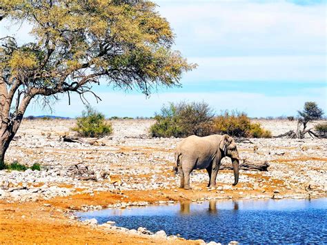 Spécialiste Du Voyage Et Safari En Namibie Sur Mesure