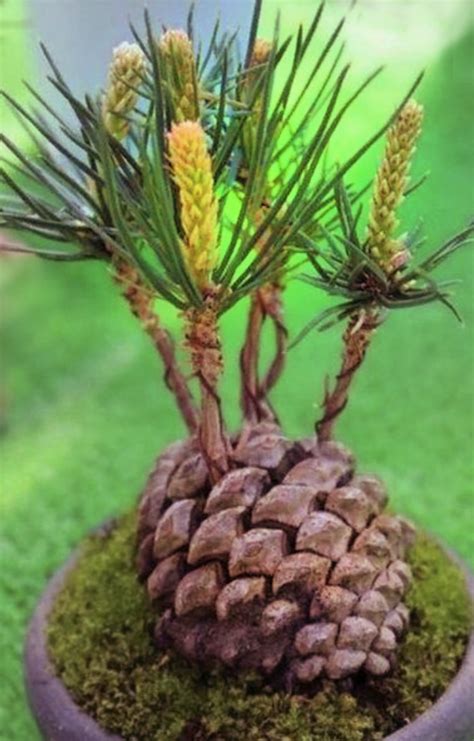 Can You Start A Pine Tree From A Pine Cone