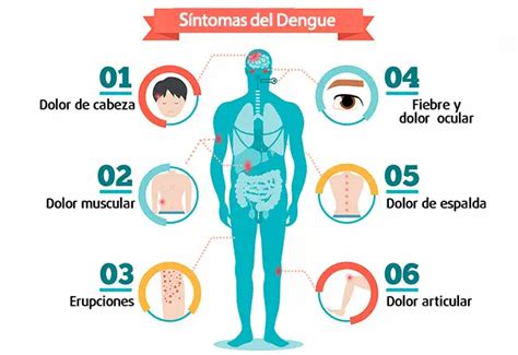 Síntomas Que Causa El Dengue Y Cómo Actuar