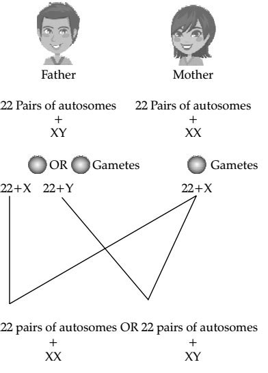 Chapter 9 Heredity And Evolution Class 10 Ncert Solutions Science