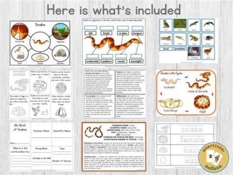 Parts Of Snake Life Cycle Facts Pack Montessori Nature Printables