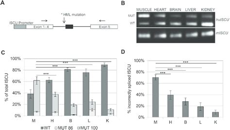 Tissue Specific Splicing Of The Human Iscu Transgene A Schematic Download Scientific Diagram