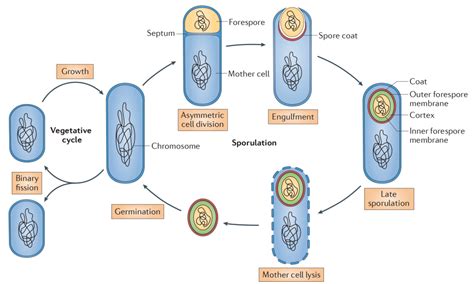 Science 揭秘细菌芽孢萌芽的控制器萌芽受体 枯草芽孢杆菌 复合物 营养 物质 健康界