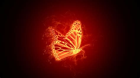 Orange Butterfly Wallpapers Top Free Orange Butterfly Backgrounds