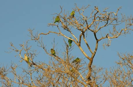 48 Monk parakeets Stock Pictures, Editorial Images and Stock Photos ...