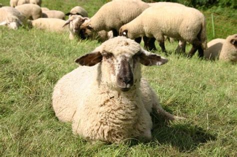 Free Images Nature Grass Meadow Flock Wildlife Green Herd