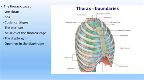 thorax  dromar mulla
