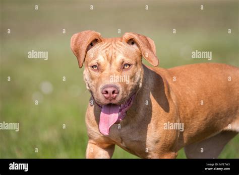 Young Working Pit Bulldog Portrait Stock Photo Alamy