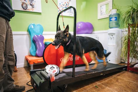 country inn pet resort and animal hospital 8