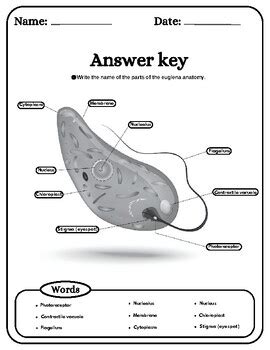 Euglena Anatomy Protist Cell Anatomy Labelin Coloring Word Search