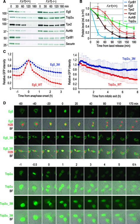 Degradation Of The Kinesin Eg5 During Mitotic Exit A Protein Levels