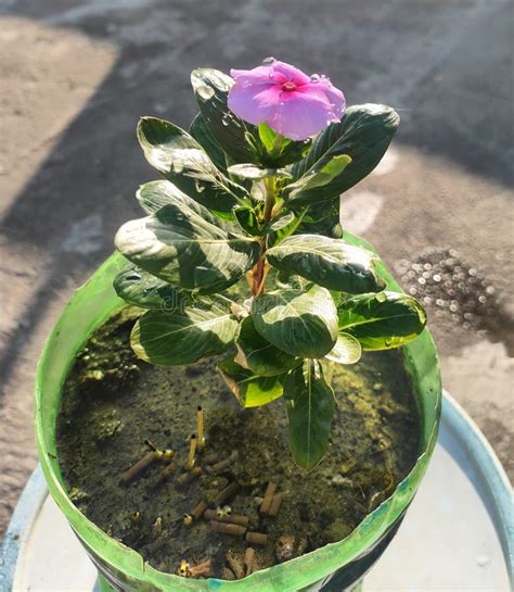 Beautiful Catharanthus Roseus Plant And Pink Flower Stock Photo Image