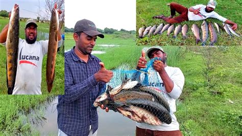 Hook Fishing Technique Big Rohu Fish Catching Big Murral Fishing