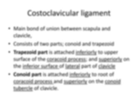 Solution Gross Anatomy Acromioclavicular Joint Studypool