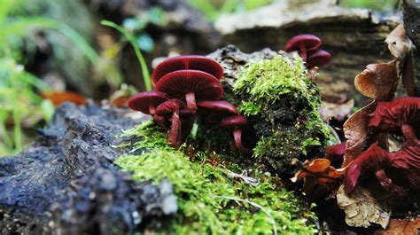 Fondos De Pantalla Bosque Jard N Plantas Macro Musgo Seta Selva