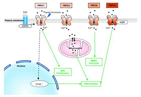 Trpcs Function In Stem Cells Trpc Induced Ca Influx Activates The