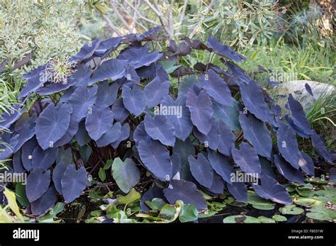 Todo Lo Que Debes Saber Sobre La Colocasia Black Magic