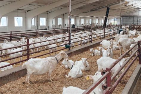 Steps To Start Goat Farming In Uae License Permits And Business Plan