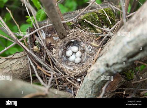 Nest of the European Greenfinch (Carduelis chloris Stock Photo - Alamy