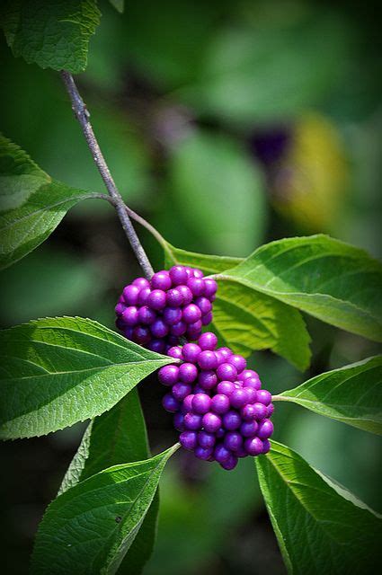 Tree With Purple Berries Texas Terina Tibbs