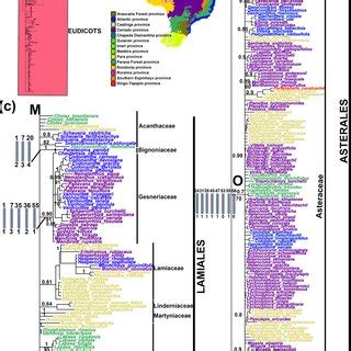 A Bayesian Inference Showing Hypothesized Phylogenetic Relationships