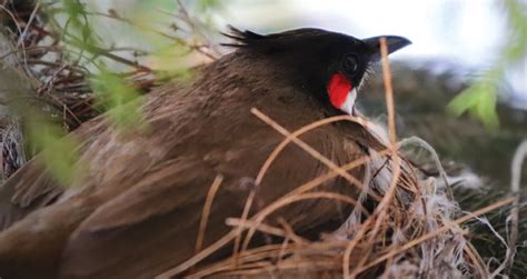 Red Whiskered Bulbul Creature Companions Magazine