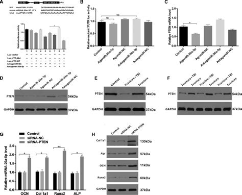 Mirna 26a 5p Accelerates Healing Via Downregulation Of Pten In Fracture